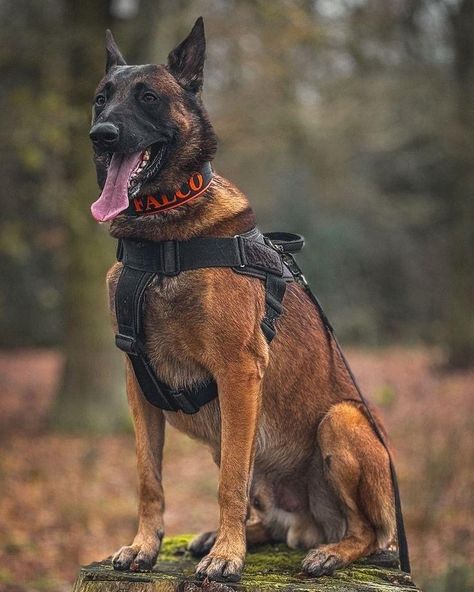 German Malinois, Belgian Dog, Belgium Malinois, Ridgeback Dog, Puppy Checklist, Rhodesian Ridgeback Dog, Dutch Shepherd, Belgian Malinois Dog, Cars Lamborghini