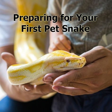 Ball Python Care, Snake Cages, Pet Snakes, Reptile Care, Reptile Room, Corn Snake, Reptile Cage, Reptile Enclosure, Reptile Snakes