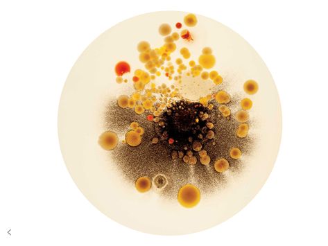 Anicka Yi, Pioneer Plaque, Petri Dishes, Growth And Decay, Slime Mould, Bio Art, Petri Dish, Keramik Design, Science Art