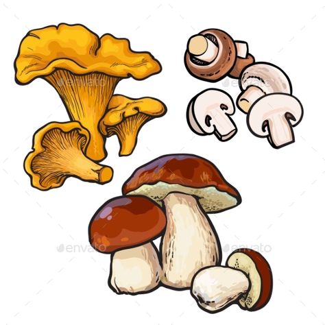 Set of Chanterelle, Champignon, Porcini Edible Mushrooms Sketch, Mushroom Chanterelle, Mushroom Room, Mushroom Drawings, Mushroom Background, Button Mushroom, Mushroom Tattoos, Mushroom Drawing, Edible Mushrooms