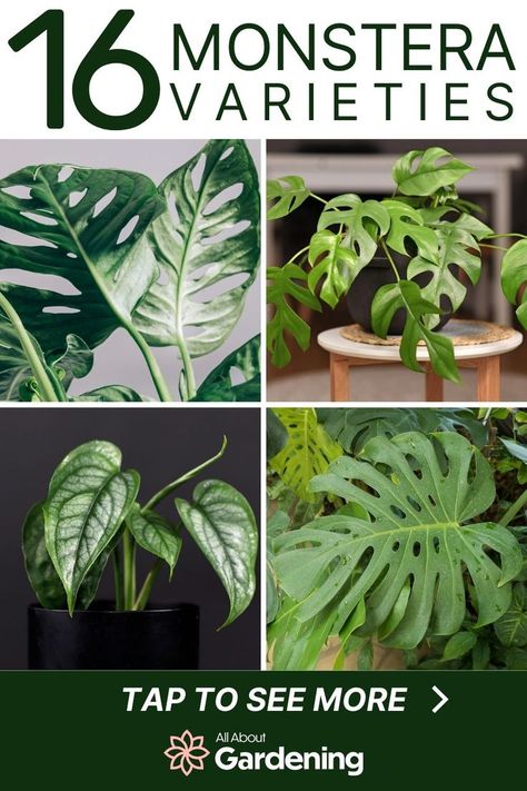 Different Types Of Monstera Plants, Different Monstera Plants, Monstera Plant Varieties, House Plant Identification Pictures, Monstera Types Chart, Types Of Philodendron Plants, Types Of Monstera Plants, Monstera Types, Philodendron Plant Varieties