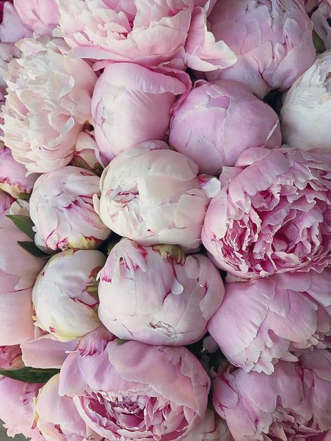 Sara Bernhardt, Sarah Bernhardt Peony, Peony Sarah Bernhardt, Sarah Bernhardt, Flower Farming, Flower Identification, 2024 Goals, Flower Collage, Peony Flowers