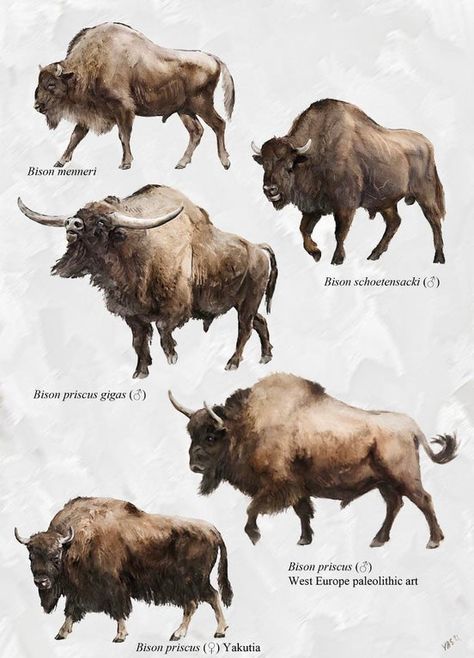 Some Pleistocene Bisons of Eurasia (Art by Velizar Simeonovski). : pleistocene Zombie Monkey, Stone Age Animals, Animal Evolution, Prehistoric Mammals, Greyhound Statues, Buffalo Animal, Prehistoric Wildlife, Ancient Animals, Paleo Art