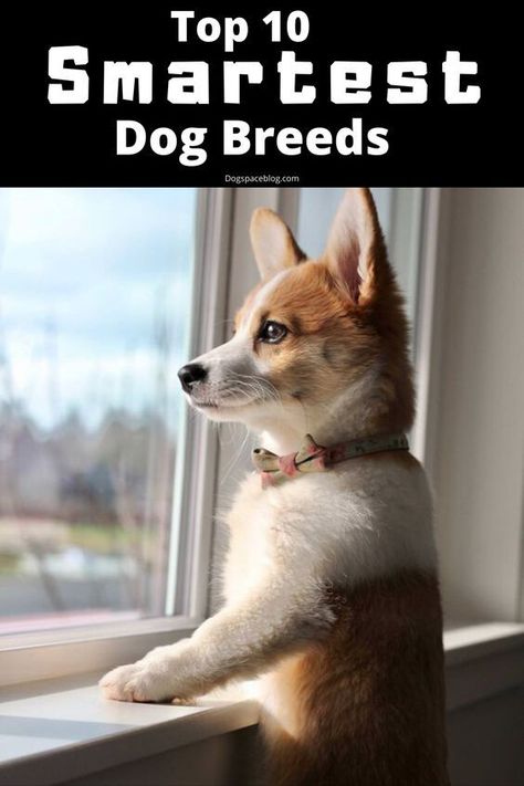 Top 10 Smartest Dog Breeds Smart Dog Breeds, Commands For Dogs, Best Small Dog Breeds, Smart Animals, Top 10 Dog Breeds, Cutest Dog Breeds, Aggressive Dogs, Dogs Leash, Gsp Dogs