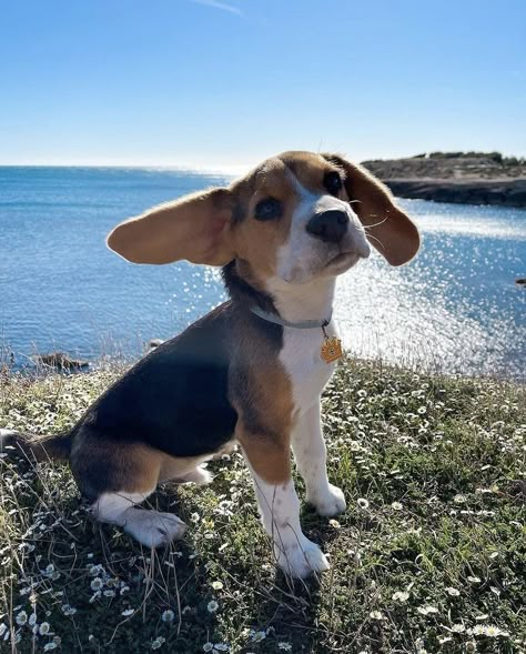 Mr Masters Tl Swan, Beagle Puppy Aesthetic, Aesthetic Beagle, Beagle Aesthetics, Cute Beagle Puppies, Beagles Puppy, Lemon Beagle, Beagle Rescue, Puppy Beagle