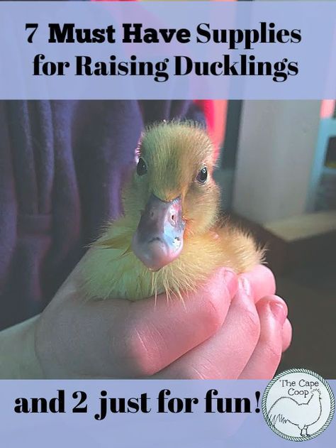 Ancona Ducks, Suburban Farm, Raising Turkeys, Backyard Ducks, Duck Breeds, Duck Coop, Raising Ducks, Backyard Farm, Pet Ducks