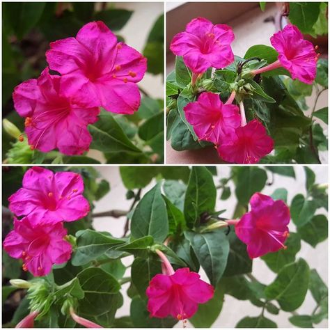 How to grow 4 o'clock flowers or Gulbakshi 4 Oclock Flowers, Four Oclock Flowers, Four O Clock Flowers, Clock Flower, Hibiscus Plant, Early Evening, Four O Clock, Flowers Bloom, Late Afternoon