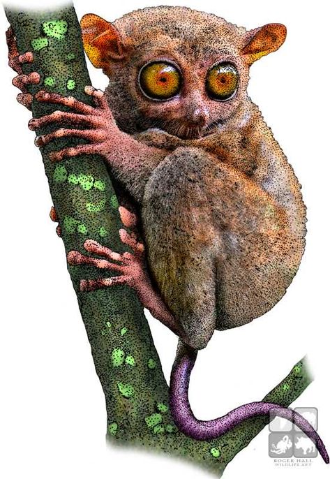 Primate Pokemon, Primate Tattoo, Tarsier Monkey, Philippine Tarsier, Nails Animals, Animal Aesthetic, North American Animals, Tattoo Animal, Animal Print Wallpaper