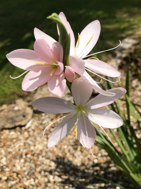 Kaffir Lilly, Schizostylis Coccinea, Kaffir Lily, Lily Wallpaper, Gravel Garden, Drawing Practice, Little Flowers, Lily Flower, Phone Wallpaper