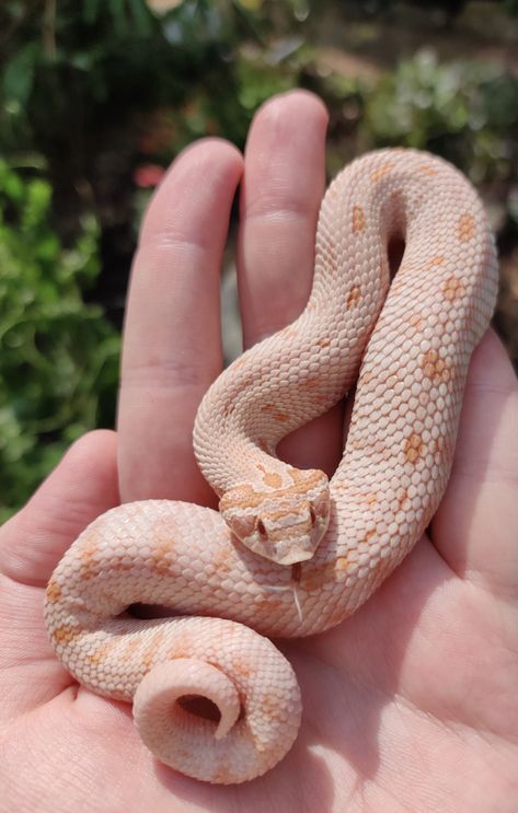 Snakes Hognose, Pet Hognose Snake, Hog Nose Snake, Hog Nose Snake Morphs, White Hognose Snake, Dream Snake, Eastern Hognose Snake, Baby Snakes, Snake Turtle