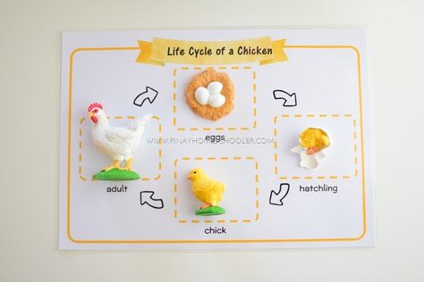 Chicken Life Cycle Craft, Animal Paper Craft, Life Cycle Of A Chicken, Life Cycles Preschool, Paper Craft Ideas For Kids, Human Life Cycle, Chicken Life Cycle, Life Cycle Craft, Animal Life Cycles