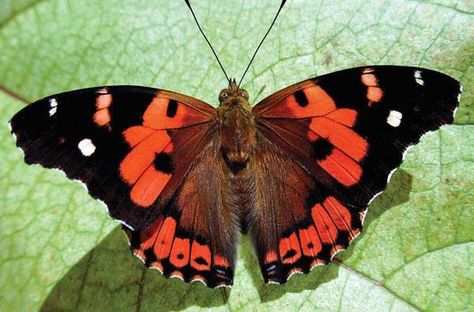 The Kamehameha butterfly (Vanessa tameamea) is one of the only two endemic butterflies on the Hawaiian Islands. It was deemed Hawaii's state insect in 2009 by 5th graders at Pearl Ridge Elementary School because of its representation of the "spirit of aloha". Borboleta Tattoo, Hawaii Landscape, Butterfly Habitat, Flight Patterns, Butterfly Species, Butterfly Images, Butterfly Photos, Butterfly Pictures, Blue Hawaiian