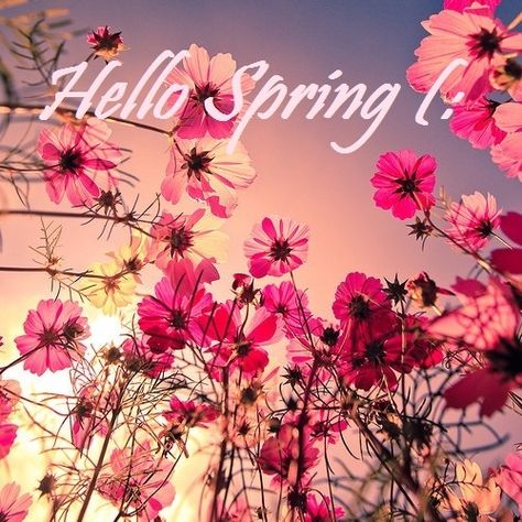 Hello Spring cute spring flowers spring quotes spring pictures hello spring spring images first day of spring Jolie Photo, Of Wallpaper, Love Flowers, Flower Wallpaper, My Flower, 그림 그리기, Pretty Flowers, Pretty Pictures, Beautiful World