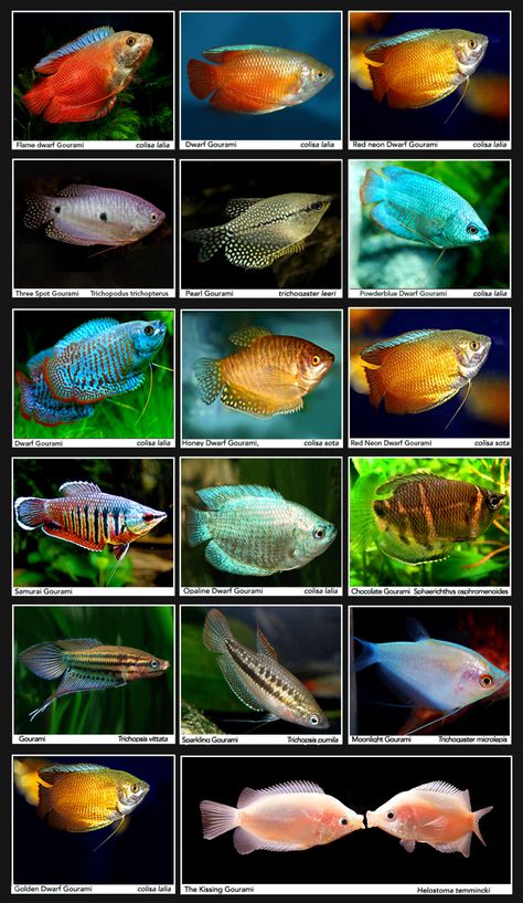 Gouramis | INDONESIAN TROPICAL FISH/INDONESIA ORNAMENTAL FISH/INDONESIA AQUARIUM FISH (FRESHWATER FISH AND MARINE FISH) Fish Freshwater, Ikan Air Tawar, Tropical Fish Aquarium, Tropical Fish Tanks, Tropical Freshwater Fish, Fresh Water Fish Tank, Tropical Aquarium, Fish Breeding, Freshwater Aquarium Fish