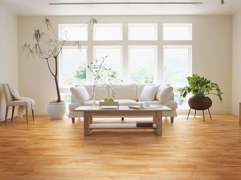 Ambiance Collection, Yellow Birch Natural Birch Hardwood Floors, Birch Floors, Maple Floors, Wood Parquet, Room Renovation, Engineered Wood Floors, Living Room Flooring, Flooring Options, Water Damage