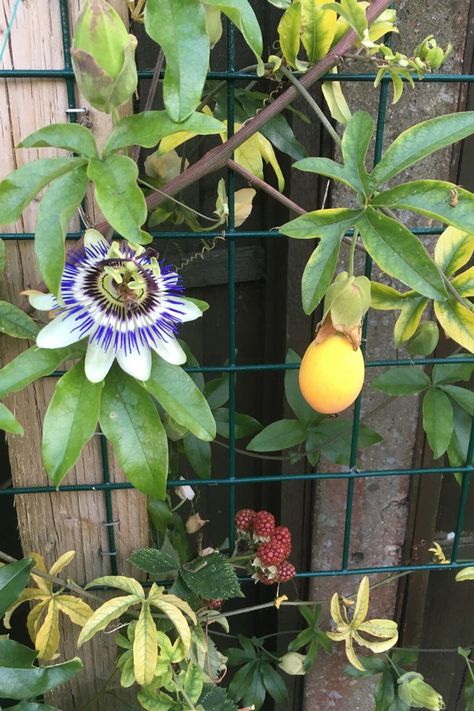 Planting tips for best passiflora caerulea results on Thursd Flower Care Tips, Passiflora Edulis, Blue Passion Flower, Building A Trellis, Climber Plants, Creeping Fig, Shaped Fruit, Passion Vine, Passion Flowers