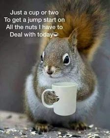 How Have You Been, Kaffe Humor, Morning Gif, Cute Squirrel, A Squirrel, Work Humor, Coffee Love, Funny Animal Pictures, Coffee Quotes