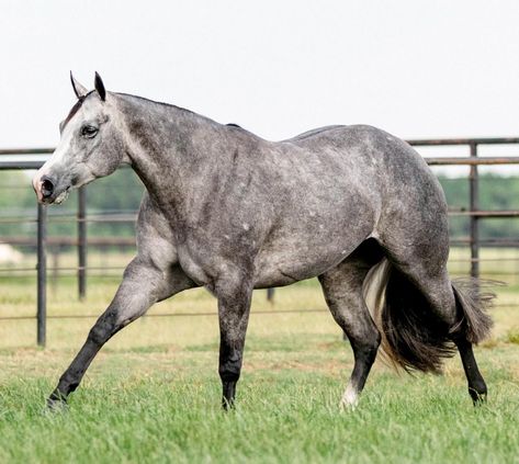 Dapple Grey Quarter Horse, Grey Quarter Horse, Dapple Grey Horses, Aqha Horses, Grey Horses, Horse Reference, Reining Horses, Horse Pics, Horse Coats