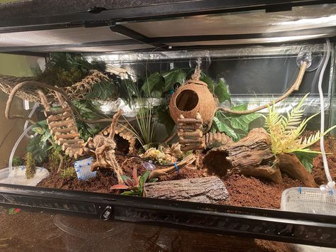 Leopard Gecko Habitat Ideas Cute, Snake Tanks Ideas, Leapord Gecko Cages, Bearded Dragon Terrarium Ideas Tanks, Diy Reptile Decor, Leopard Gecko Habitat Ideas, Hermit Crab Enclosure, Skink Enclosure, Leopard Gecko Terrarium Ideas