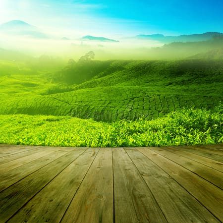 Tea Plantations stock photo. Image of grow, beam, destinations - 13663166 Agriculture Flyer Design, Tea Field, Digital Advertising Design, Cameron Highlands, Afrique Art, 광고 디자인, Landscape View, Event Poster Design, Graphic Design Photoshop