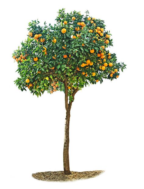 Prune young citrus trees for structure and form; prune mature citrus trees to maintain tree size and health and to produce young wood for fruiting. Citrus Tree Garden, Trees For Front Yard, Pruning Fruit Trees, Tree Pruning, Mango Tree, Citrus Trees, Fruit Tree, Orange Tree, Garden Trees