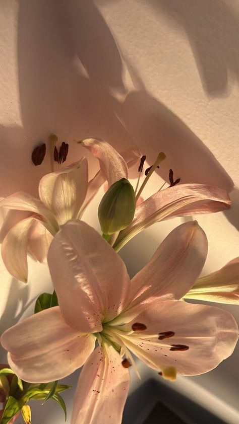 Aesthetic Easter Wallpaper, Aesthetic Easter, Quotes Mindfulness, Lily Wallpaper, Easter Wallpaper, Boquette Flowers, Nothing But Flowers, Flower Therapy, Beautiful Bouquet Of Flowers