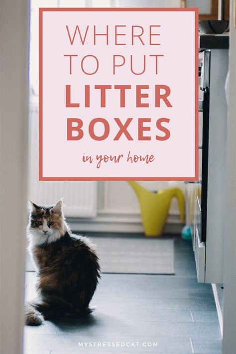 Where To Place Cat Litter, Places To Put Litter Boxes, Cat Litter Box Location Ideas, Cat Box Laundry Room Ideas, Laundry Room Ideas With Cat Litter, Litter Box Room Ideas, Where To Put A Litter Box Cats, Litter Box Location Ideas, Where To Put Cat Litter Boxes