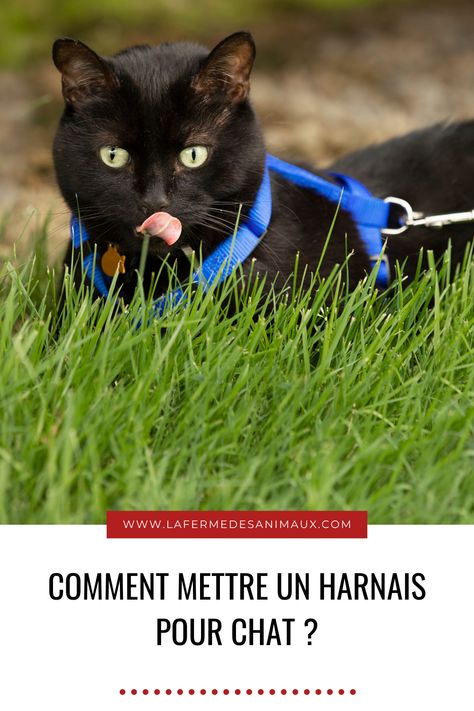 Il existe différentes raisons pour devoir mettre un harnais à son chat : pour le promener en extérieur sans risque de fuite ou pour le transporter. Vous n’avez pas envie de voir votre chat s’enfuir de peur de le perdre, je vous comprends tout à fait. Le collier n’est pas la solution idéale, car il risquerait de l’enlever en bougeant. Oui, mais au fait, comment mettre un harnais à son chat sans qu’il puisse l’enlever ? Panther, Animals