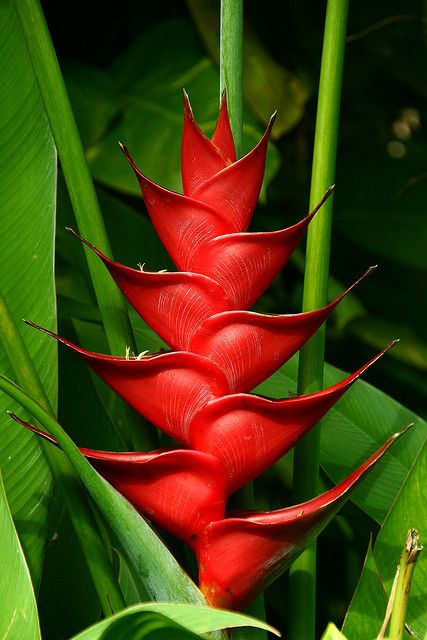 A True Bird of Paradise Flower زهرة "عصفور الجنة" هل رأت عيناك مثل هذا الجمال !!؟ Flower "Bird of Paradise" Is Your eyes saw such beauty !!? Heliconia Flower, Bird Of Paradise Flower, Birds Of Paradise Flower, Unusual Flowers, Flower Bird, Rare Flowers, Rare Succulents, Bird Of Paradise, Alam Yang Indah