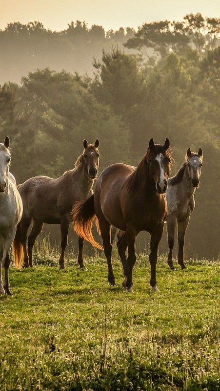 Cai Arabi, Ahal Teke, Horse Wallpaper, Horse Aesthetic, Majestic Horse, All The Pretty Horses, Horse Crazy, Arte Inspo, Cute Horses