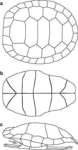 Sea Turtle Artwork, Turtle Shells, Coral Reef Art, Shell Drawing, Turtle Rock, Wood Projects Plans, Turtle Sculpture, Turtle Drawing, Art Major