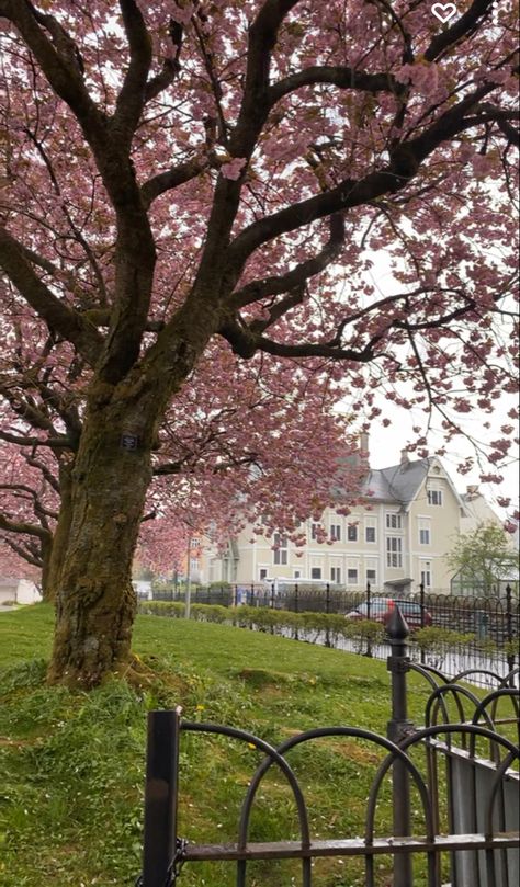 Blossom Tree, I Am Beautiful, Botanical Painting, Cherry Blossom Tree, Painting Class, Cherry Blossoms, Cherry Blossom, Trunk, Tree Trunk