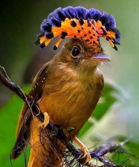 Royal Flycatcher, Most Beautiful Birds, Kinds Of Birds, Tropical Forest, Nature Birds, Exotic Birds, Pretty Birds, Colorful Birds, Birds Of Prey