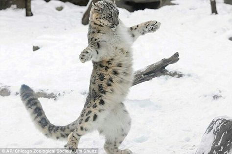 Snow leopard dance Leopard Cub, Cornish Rex, Dancing Cat, Your Spirit Animal, Cheetahs, Snow Leopard, Leopards, Lynx, Funny Animal Pictures