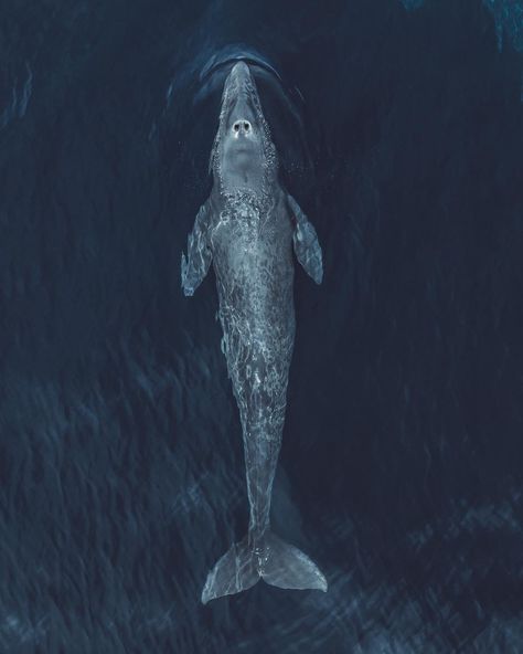 Slater Moore on Instagram: “Im ready for all the new Gray whales migrating up and down the coast in 2019!” Whale Migration, Surfboards Artwork, Grey Whale, Photography Wildlife, Gray Whale, Sperm Whale, Whale Art, Beautiful Sea Creatures, Rain Cloud