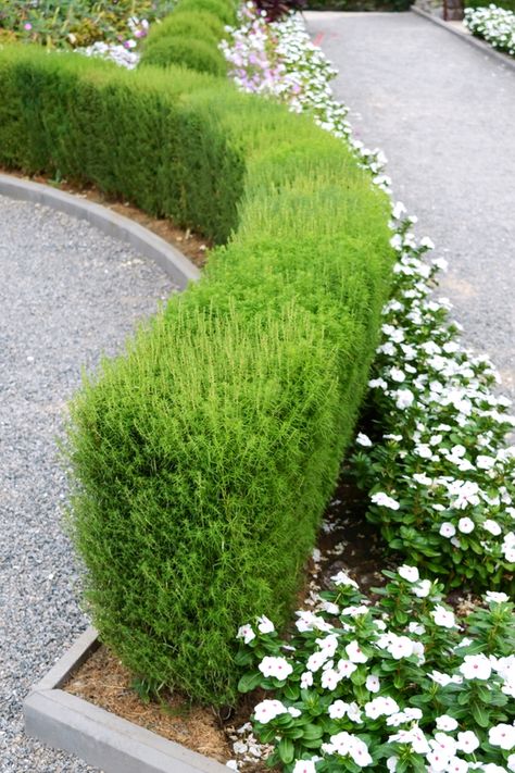 Front Yard Hedges, Hedges Landscaping, Low Maintenance Landscaping Front Yard, Front Yard Decor, Garden Hedges, Front Landscaping, Garden Shrubs, Front Yard Garden, Front Yard Landscaping Design