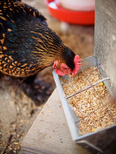 Homemade Whole Grain Chicken Feed… Updated and Now Corn-Free! | Garden Betty Organic Chicken Feed, Best Egg Laying Chickens, Chicken Diet, Black Oil Sunflower Seeds, Egg Laying Chickens, Keeping Chickens, Building A Chicken Coop, Chicken Feed, Chicken Diy