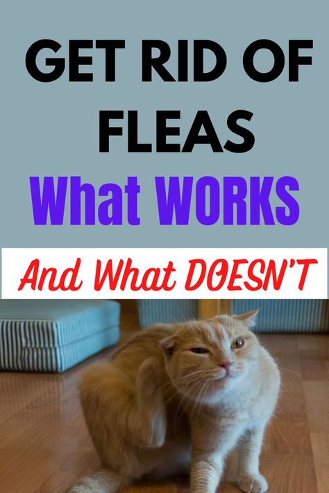 Get Rid of Fleas on Cat Rid Of Fleas In House, Fleas In Yard, Fleas In House, Fleas On Kittens, Flea Bomb, Flea Spray For Cats, Get Rid Of Fleas, Killing Fleas, Flea Shampoo