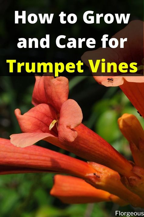 Trumpet Vines Red Trumpet Vine, Trumpet Vine Trellis Ideas, Homemade Trellis, Garden Bushes, Trumpet Vines, Spanish Patio, Campsis Radicans, Vines Plants, Texas Garden