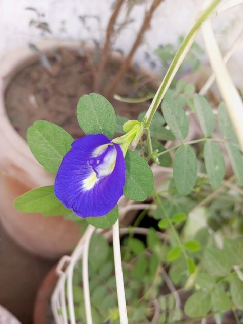 Blue Butterfly Pea Flower, Hawaii Flowers, Butterfly Pea Flower, Butterfly Pea, Pea Flower, Growing Seeds, Growing Flowers, Blue Butterfly, Peas