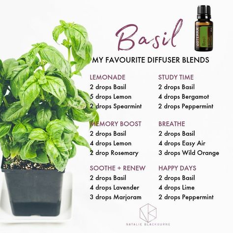 Doterra Diffuser Blends, Basil Essential Oil, Aromatherapy Recipes, Essential Oil Diffuser Blends Recipes, Essential Oils Guide, Essential Oil Diffuser Recipes, Aroma Therapy, Oil Diffuser Recipes, Essential Oil Blends Recipes