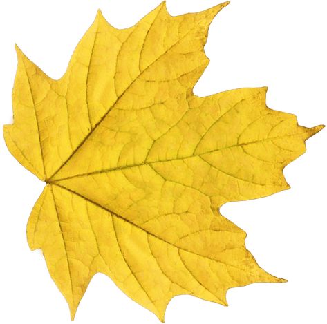 Yellow Maple Leaf Maple Leaf Images, Green Scrapbook, Fall Leaves Png, Yellow Png, Leaf Png, Autumn Leaf Color, Autumn Leaves Art, Yellow Autumn, Leaves Png