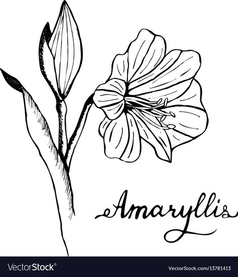 Amaryllis Drawing Simple, Amaryllis Flower Tattoo, Lily Line Art, Amaryllis Tattoo, Amaryllis Christmas, Amaryllis Flower, Botany Illustration, Tattoo Family, Flower Tattoo Drawings