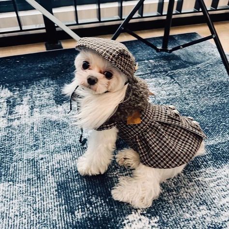 Fashion isn’t just for humans anymore! 🐩👗 Spoil your four-legged friend with a fabulous wardrobe that will make heads turn. 🐾💫 #DoggyDressCode #CanineCouture #DressedToImpress Dog Wardrobe, Dog Goals, Purse Dog, Shirt Collars, Dog Accesories, Pink Tutu Dress, Cat Clothing, Spoiled Dogs, Cozy Pajamas