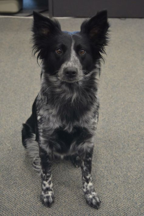 Pistol, my beautiful Border Collie Heeler mix. Collie Mix Dogs, Border Heeler Puppy, Border Collie Cattle Dog, Blue Heeler Border Collie, Border Heeler, Dogs Border Collie, Border Collie Mix Dogs, Border Collie Black, Border Collie Mix Puppies