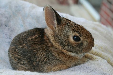 wild baby bunnies | Wild Baby Rabbit looks like our baby bunny!!! Wild Bunny Care, Newborn Bunnies, White Bunny With Brown Spots, Wild Baby Rabbits, Wild Bunny, Young Rabbit, Rabbit Wallpaper, Pregnant Rabbit, Rabbit Pillow