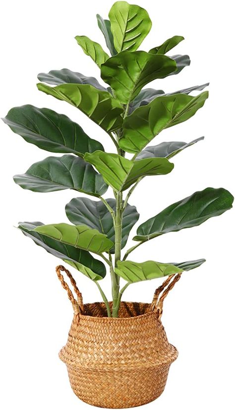 Big Fake Plants, Office Revamp, Plantas Interior, Fiddle Leaf Tree, Fig Plant, Indoor Tree, Belly Basket, Fiddle Leaf Fig Tree, Ficus Lyrata