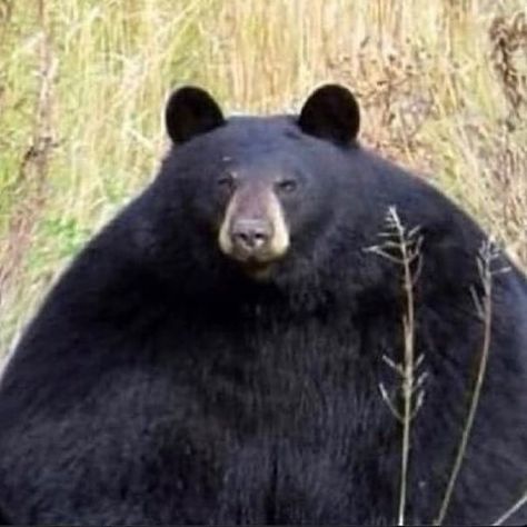 Big amorphus blackbear Black Bear, The Day, On Twitter, Twitter, Black