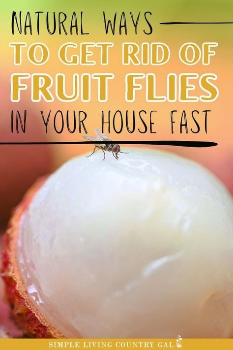 How To Get Rid Of Fruit Flies In House, Brooder Box Ideas, Fruit Fly Spray, Diy Brooder, Chicken Coops Diy, Homemade Salve Recipes, Diy Hay Feeder, Catch Fruit Flies, Fruit Fly Catcher