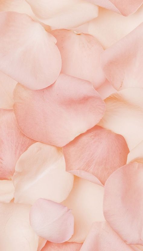 Light Pink Flower Background, Light Peach Aesthetic Wallpaper, Peach Flower Wallpaper, Peach Pink Aesthetic, Roses Iphone Wallpaper, Body Layout, Petals Wallpaper, Aesthetic Peach, Wallpaper Iphone Roses